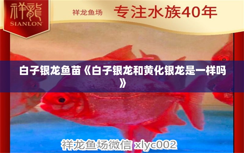 白子銀龍魚苗《白子銀龍和黃化銀龍是一樣嗎》 白子銀龍魚苗