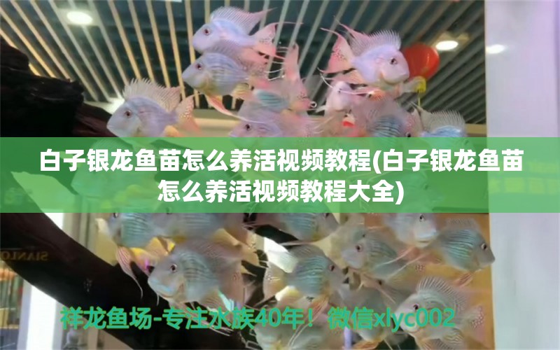 白子銀龍魚苗怎么養(yǎng)活視頻教程(白子銀龍魚苗怎么養(yǎng)活視頻教程大全)