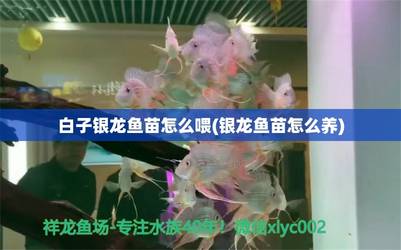 白子銀龍魚苗怎么喂(銀龍魚苗怎么養(yǎng)) 白子銀龍魚苗