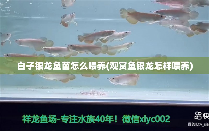 白子銀龍魚苗怎么喂養(yǎng)(觀賞魚銀龍?jiān)鯓游桂B(yǎng)) 白子銀龍魚苗