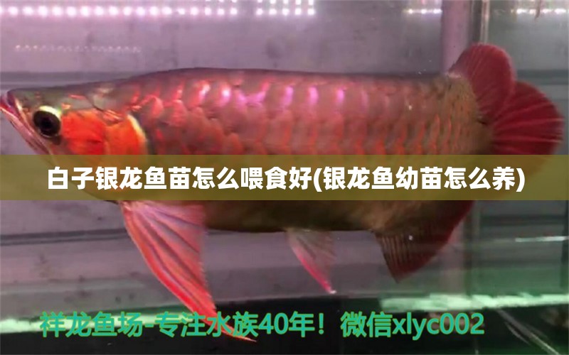 白子銀龍魚苗怎么喂食好(銀龍魚幼苗怎么養(yǎng)) 白子銀龍魚苗