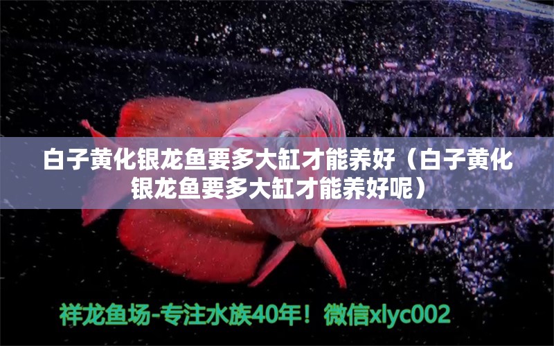 白子黃化銀龍魚要多大缸才能養(yǎng)好（白子黃化銀龍魚要多大缸才能養(yǎng)好呢） 白子黃化銀龍魚