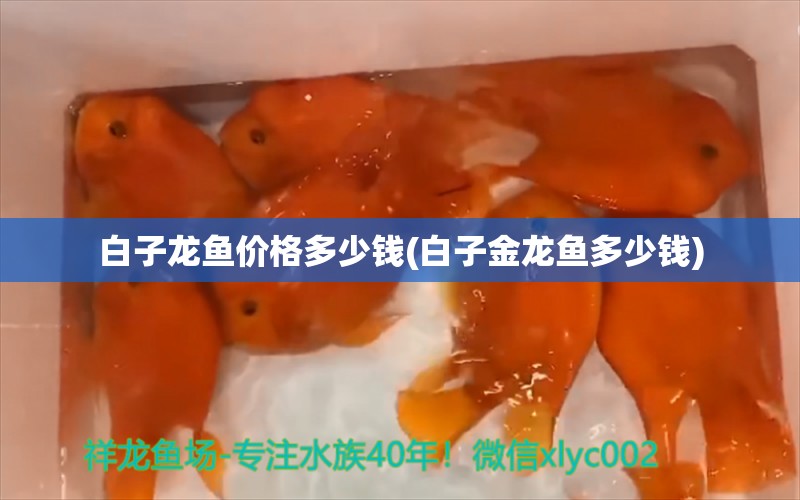 白子龍魚價(jià)格多少錢(白子金龍魚多少錢) 白子金龍魚