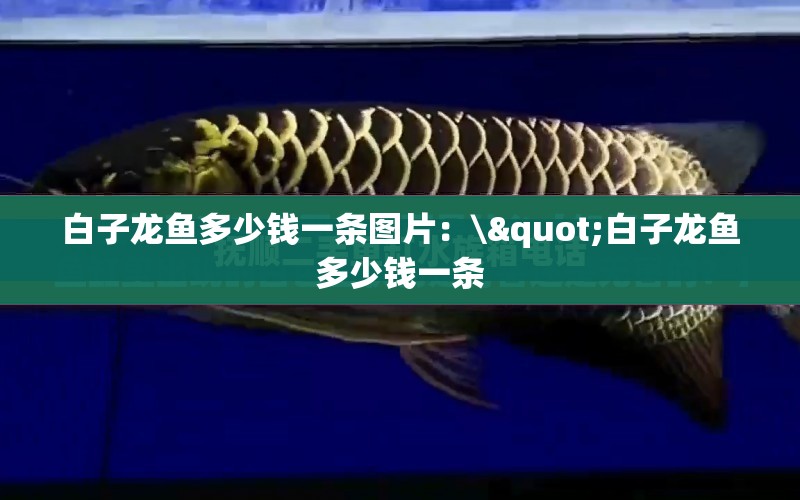 白子龍魚(yú)多少錢一條圖片：\