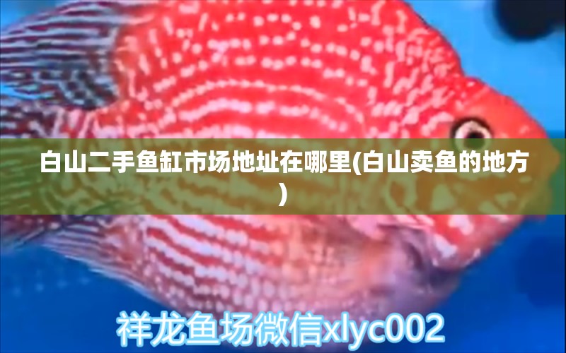 白山二手魚缸市場(chǎng)地址在哪里(白山賣魚的地方) 羅漢魚