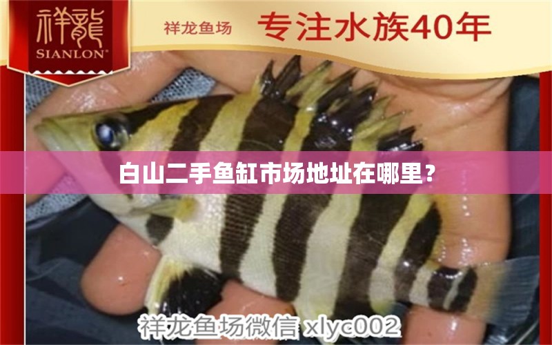 白山二手魚(yú)缸市場(chǎng)地址在哪里？ 委內(nèi)瑞拉奧里諾三間魚(yú)苗