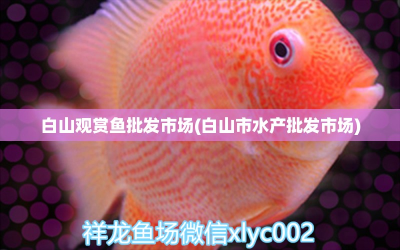 白山觀賞魚批發(fā)市場(白山市水產(chǎn)批發(fā)市場) 觀賞魚批發(fā)