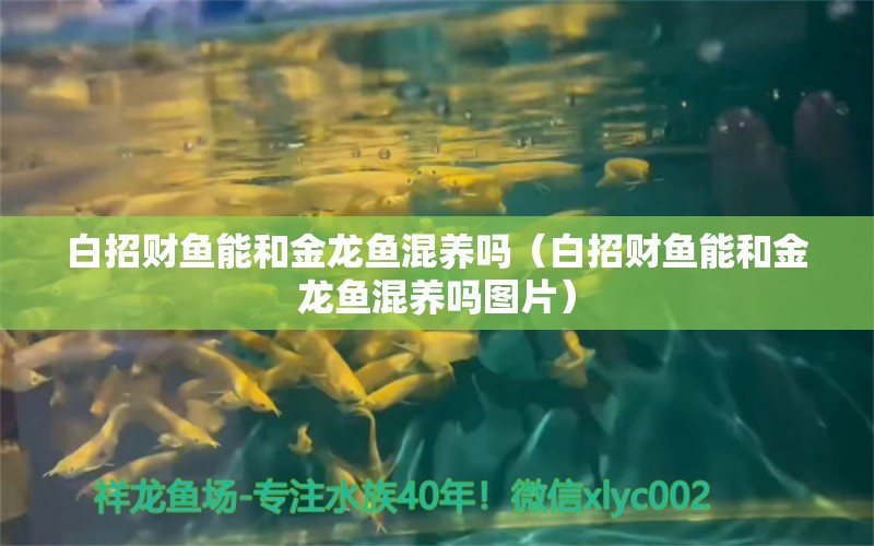 白招財(cái)魚(yú)能和金龍魚(yú)混養(yǎng)嗎（白招財(cái)魚(yú)能和金龍魚(yú)混養(yǎng)嗎圖片） 紅勾銀版魚(yú)