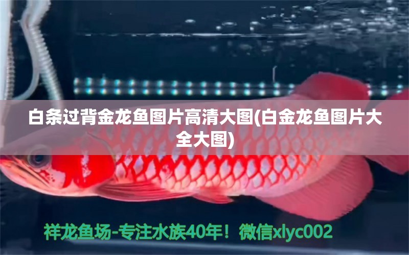 白條過背金龍魚圖片高清大圖(白金龍魚圖片大全大圖) 白條過背金龍魚