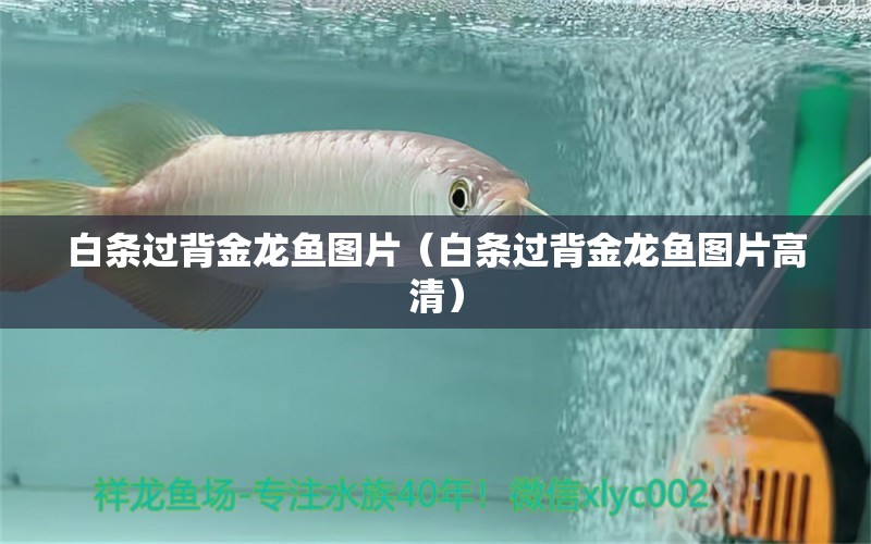 白條過背金龍魚圖片（白條過背金龍魚圖片高清） 野生埃及神仙魚