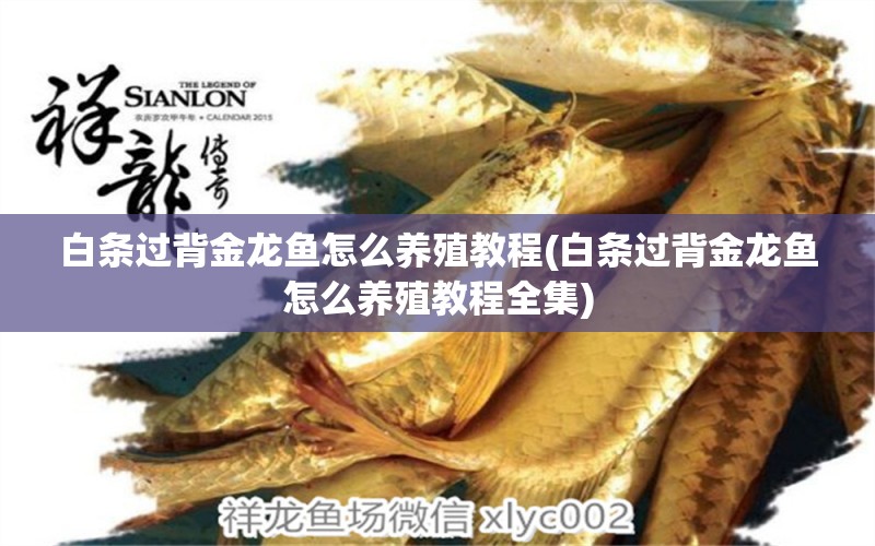 白條過背金龍魚怎么養(yǎng)殖教程(白條過背金龍魚怎么養(yǎng)殖教程全集) 白條過背金龍魚