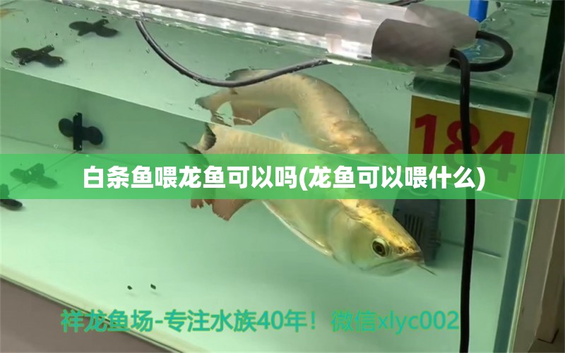 白條魚喂龍魚可以嗎(龍魚可以喂什么) 帝王三間魚