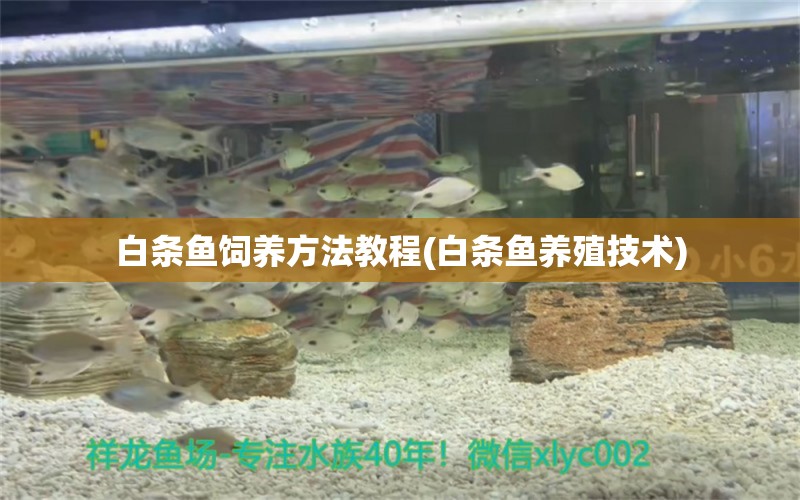 白條魚飼養(yǎng)方法教程(白條魚養(yǎng)殖技術(shù)) 祥禾Super Red紅龍魚