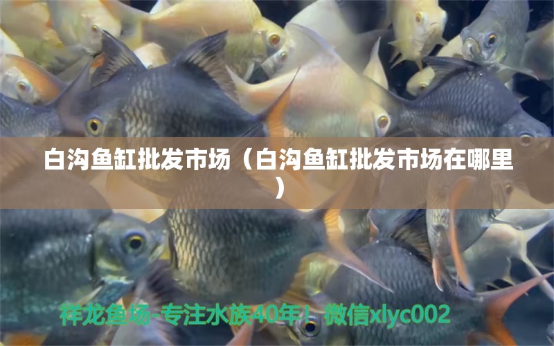 白溝魚缸批發(fā)市場（白溝魚缸批發(fā)市場在哪里） 祥龍魚場