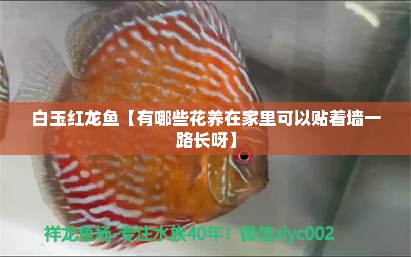 白玉紅龍魚【有哪些花養(yǎng)在家里可以貼著墻一路長呀】 白玉紅龍魚