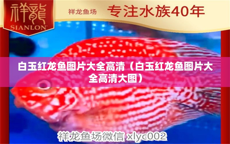 白玉紅龍魚圖片大全高清（白玉紅龍魚圖片大全高清大圖） 白玉紅龍魚