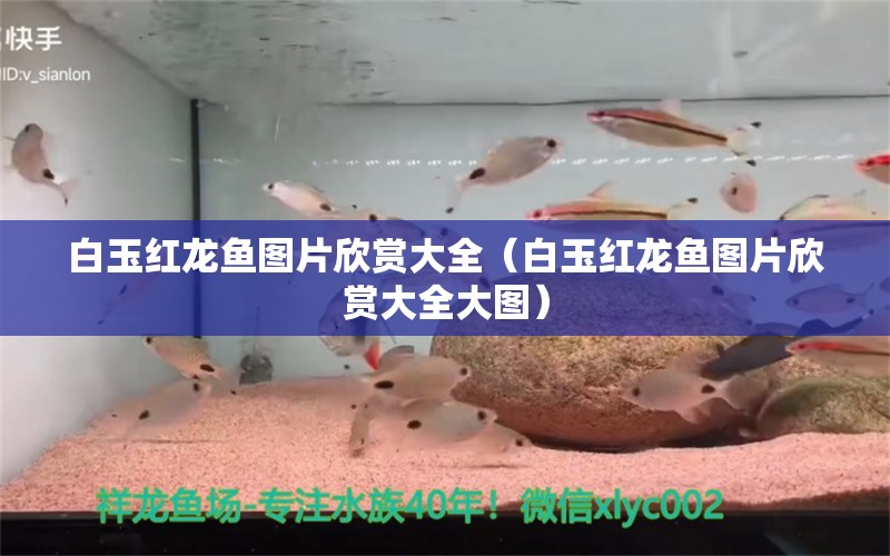 白玉紅龍魚圖片欣賞大全（白玉紅龍魚圖片欣賞大全大圖） 白玉紅龍魚