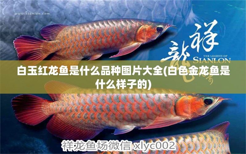 白玉紅龍魚是什么品種圖片大全(白色金龍魚是什么樣子的) 白玉紅龍魚