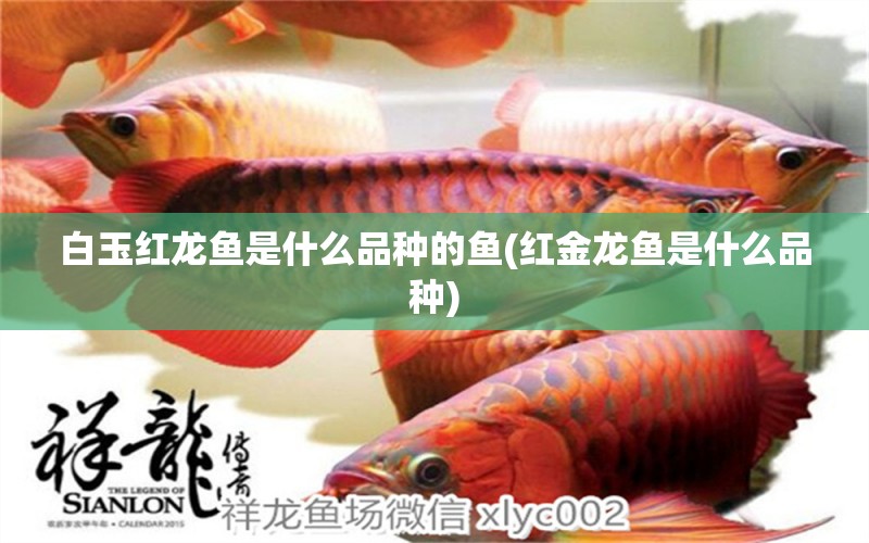 白玉紅龍魚是什么品種的魚(紅金龍魚是什么品種) 白玉紅龍魚 第1張