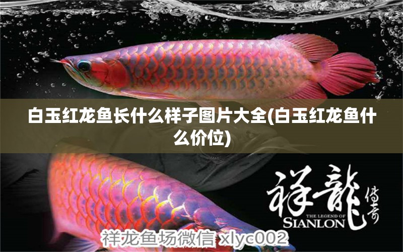 白玉紅龍魚長什么樣子圖片大全(白玉紅龍魚什么價位)