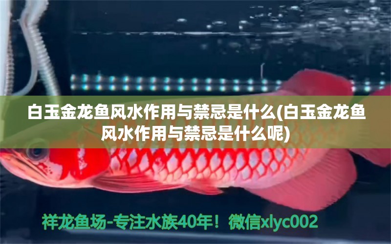 白玉金龍魚風水作用與禁忌是什么(白玉金龍魚風水作用與禁忌是什么呢)