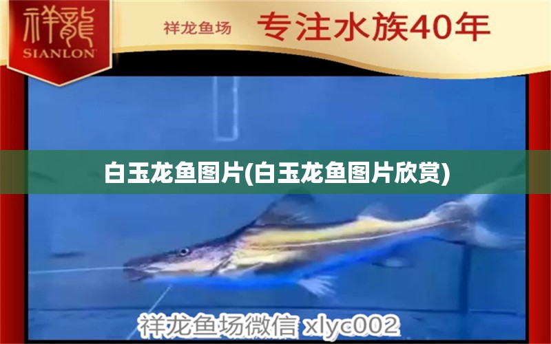 白玉龍魚圖片(白玉龍魚圖片欣賞) 朱巴利魚苗