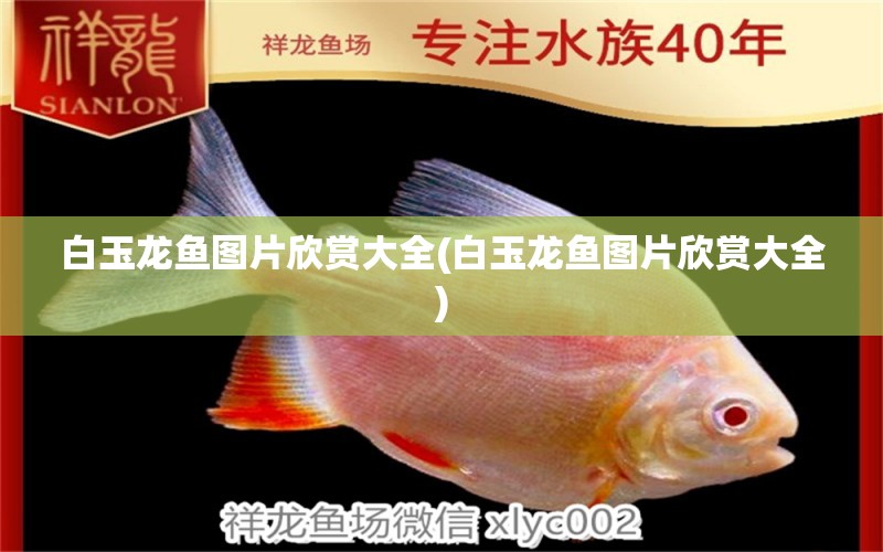 白玉龍魚圖片欣賞大全(白玉龍魚圖片欣賞大全) 硝化細(xì)菌