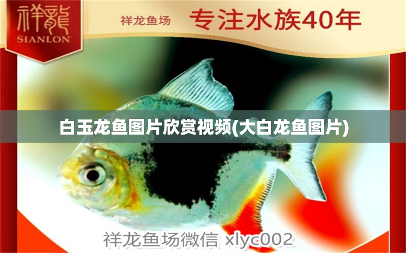 白玉龍魚圖片欣賞視頻(大白龍魚圖片) 眼斑魚