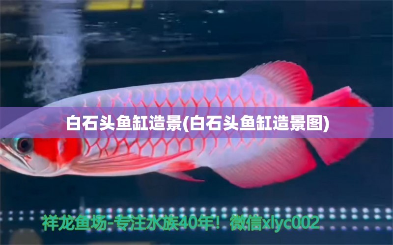 白石頭魚缸造景(白石頭魚缸造景圖) 元寶鳳凰魚專用魚糧