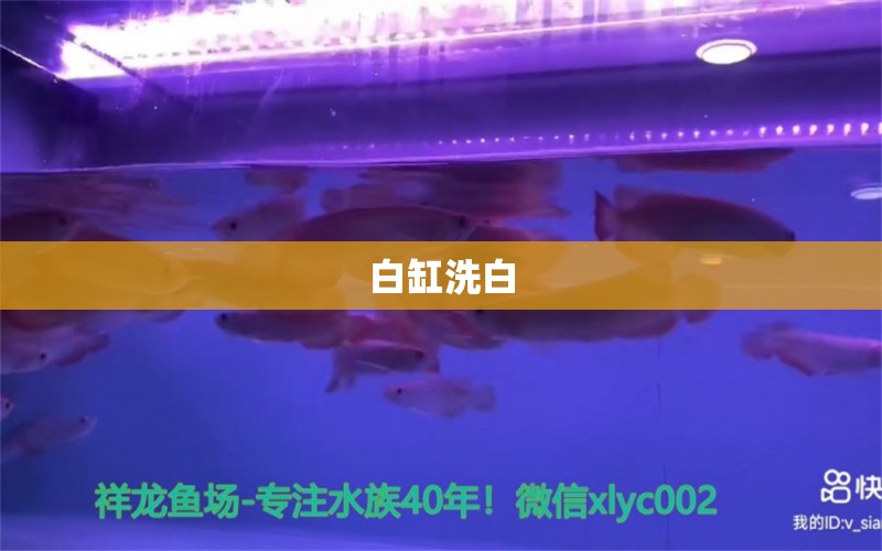 白缸洗白 觀賞魚論壇 第3張