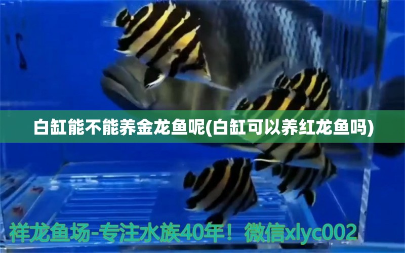 白缸能不能養(yǎng)金龍魚呢(白缸可以養(yǎng)紅龍魚嗎) 觀賞魚百科