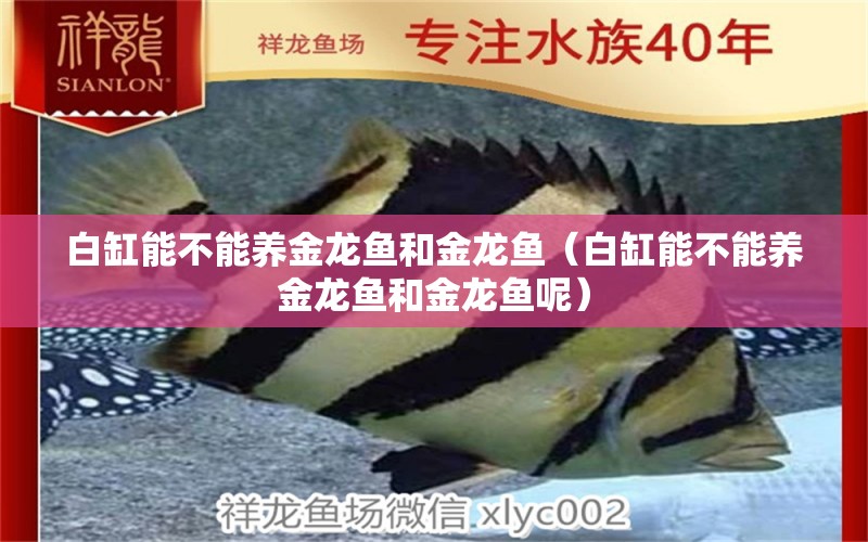 白缸能不能養(yǎng)金龍魚和金龍魚（白缸能不能養(yǎng)金龍魚和金龍魚呢） 巨骨舌魚