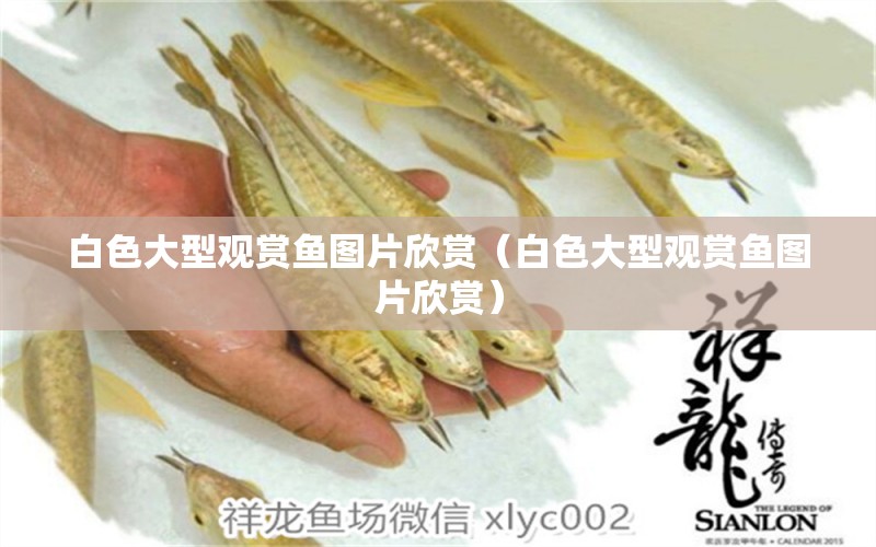 白色大型觀賞魚圖片欣賞（白色大型觀賞魚圖片欣賞） BD魟魚