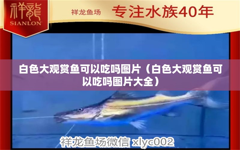 白色大觀賞魚可以吃嗎圖片（白色大觀賞魚可以吃嗎圖片大全）