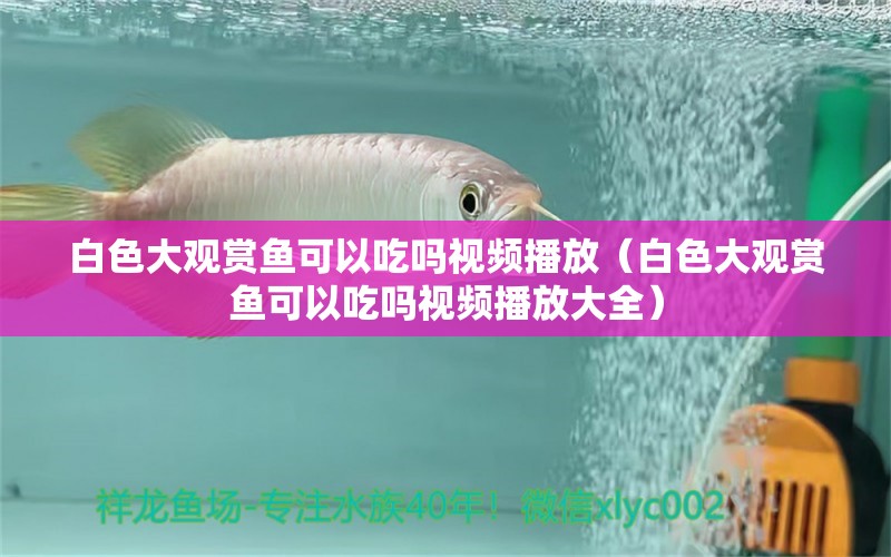 白色大觀賞魚可以吃嗎視頻播放（白色大觀賞魚可以吃嗎視頻播放大全） 斑馬狗頭魚