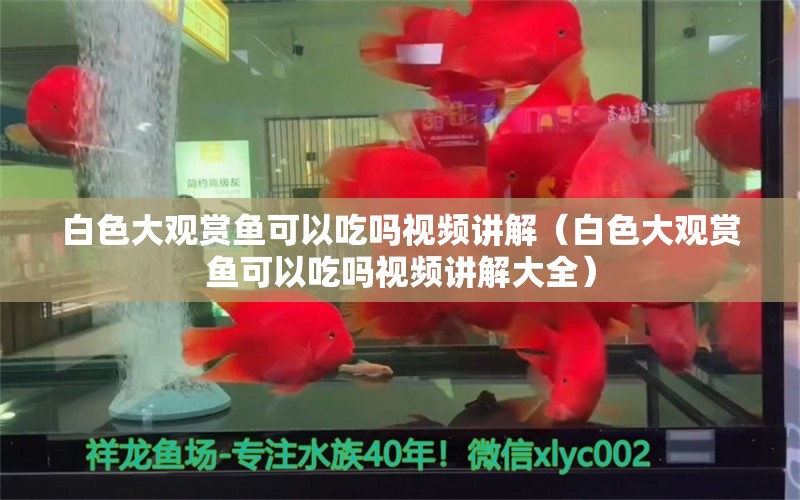 白色大觀賞魚可以吃嗎視頻講解（白色大觀賞魚可以吃嗎視頻講解大全）