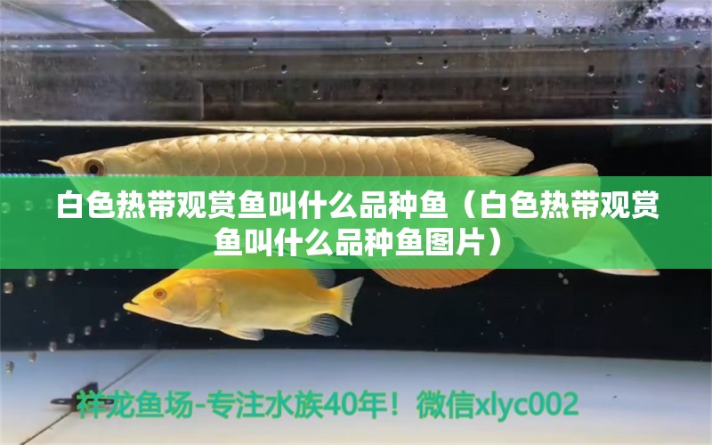 白色熱帶觀賞魚(yú)叫什么品種魚(yú)（白色熱帶觀賞魚(yú)叫什么品種魚(yú)圖片）