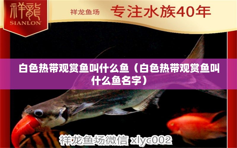 白色熱帶觀賞魚叫什么魚（白色熱帶觀賞魚叫什么魚名字）