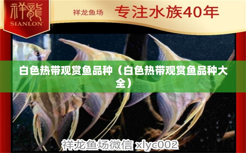 白色熱帶觀賞魚(yú)品種（白色熱帶觀賞魚(yú)品種大全）