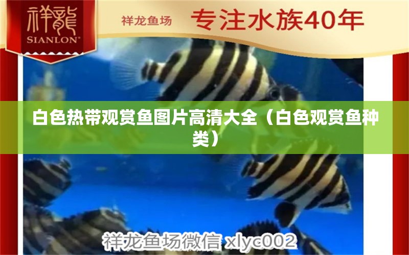 白色熱帶觀賞魚(yú)圖片高清大全（白色觀賞魚(yú)種類） 過(guò)濾設(shè)備