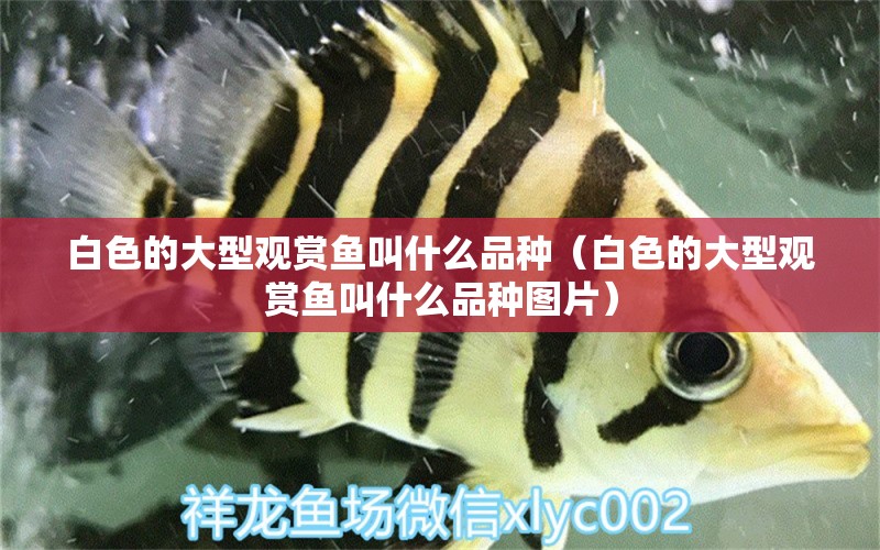 白色的大型觀賞魚叫什么品種（白色的大型觀賞魚叫什么品種圖片）