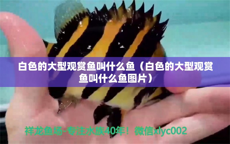 白色的大型觀賞魚叫什么魚（白色的大型觀賞魚叫什么魚圖片）