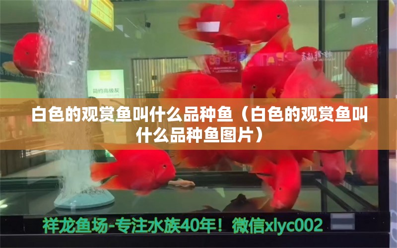 白色的觀賞魚叫什么品種魚（白色的觀賞魚叫什么品種魚圖片）