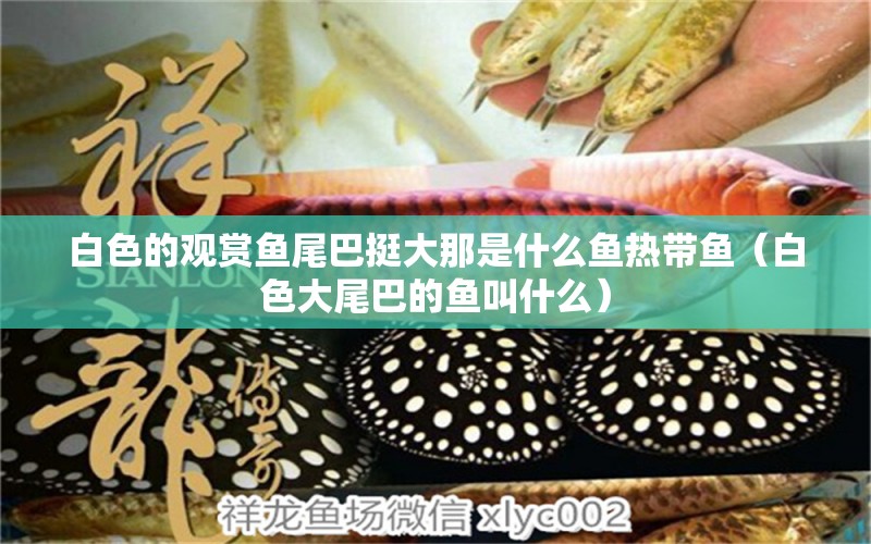 白色的觀賞魚(yú)尾巴挺大那是什么魚(yú)熱帶魚(yú)（白色大尾巴的魚(yú)叫什么）