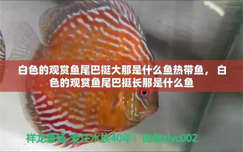 白色的觀賞魚尾巴挺大那是什么魚熱帶魚， 白色的觀賞魚尾巴挺長(zhǎng)那是什么魚