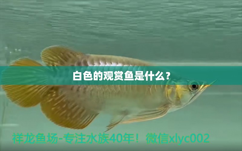 白色的觀賞魚是什么？ 養(yǎng)魚知識(shí)