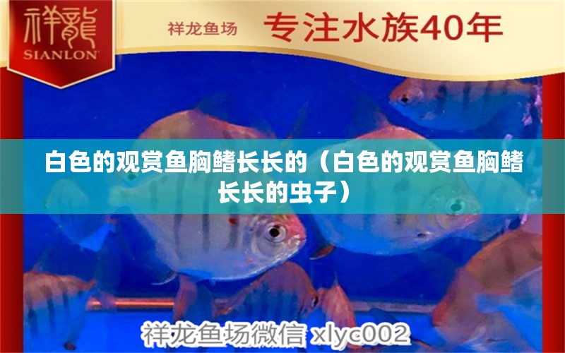 白色的觀賞魚胸鰭長長的（白色的觀賞魚胸鰭長長的蟲子）