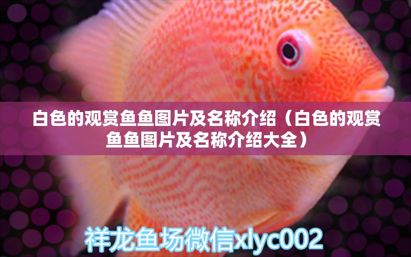 白色的觀賞魚魚圖片及名稱介紹（白色的觀賞魚魚圖片及名稱介紹大全）