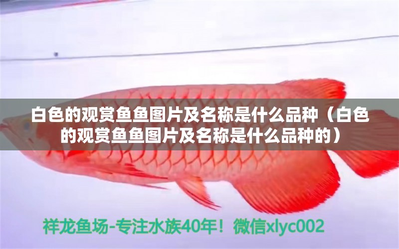 白色的觀賞魚魚圖片及名稱是什么品種（白色的觀賞魚魚圖片及名稱是什么品種的）