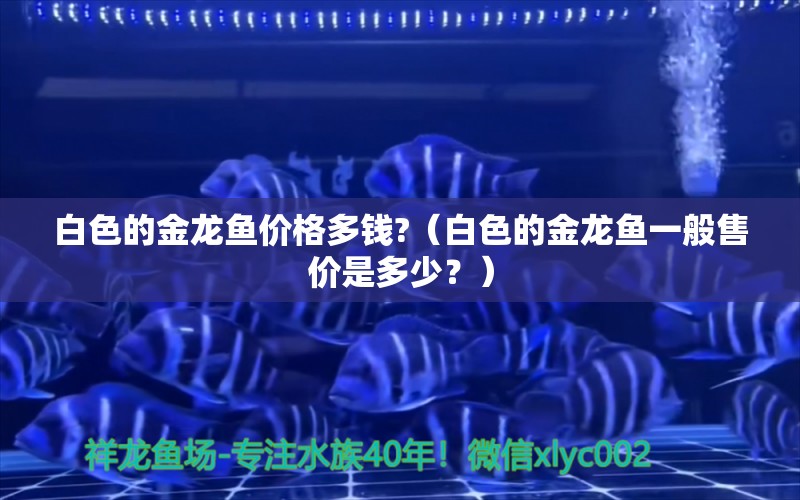 白色的金龍魚價格多錢?（白色的金龍魚一般售價是多少？） 水族問答 第2張